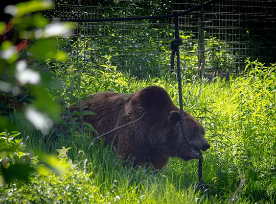Olderdissen Animal Park