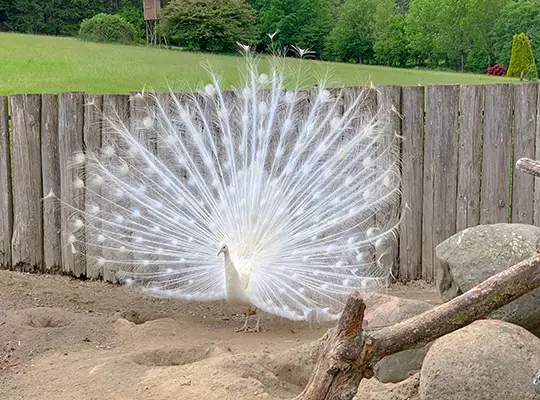 Vogelpark Heiligenkirchen